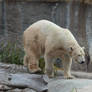 Polar Bear Walking 2