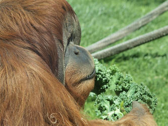 Orangutan and kale