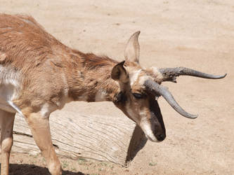 Pronghorn profile