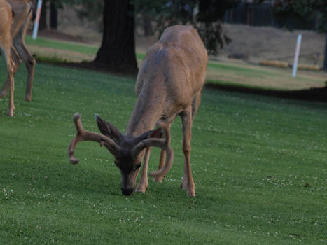 Buck grazing