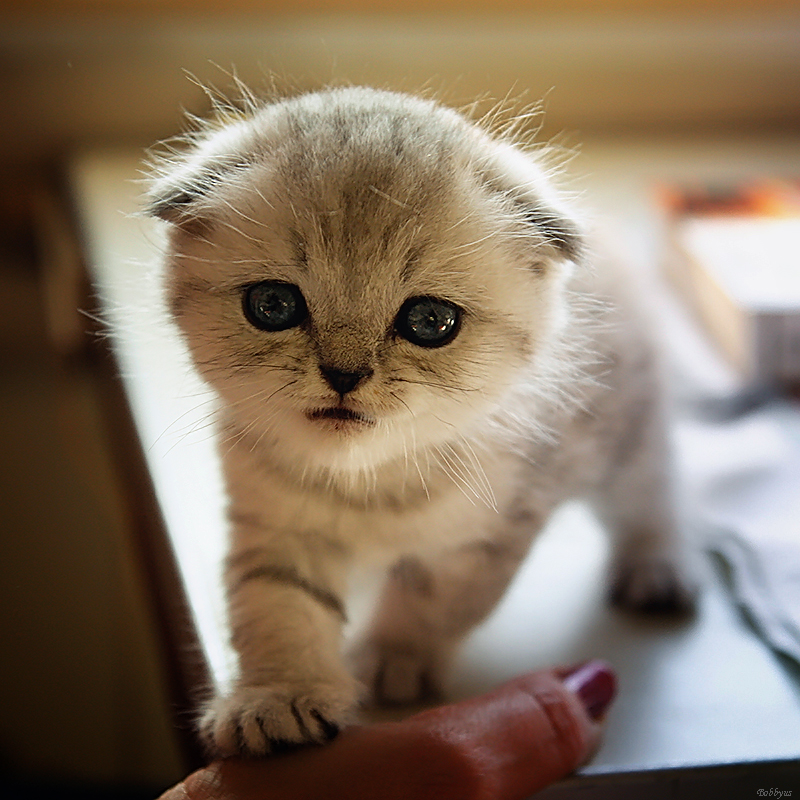 curious kitten