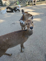 Photobombin' the Deer