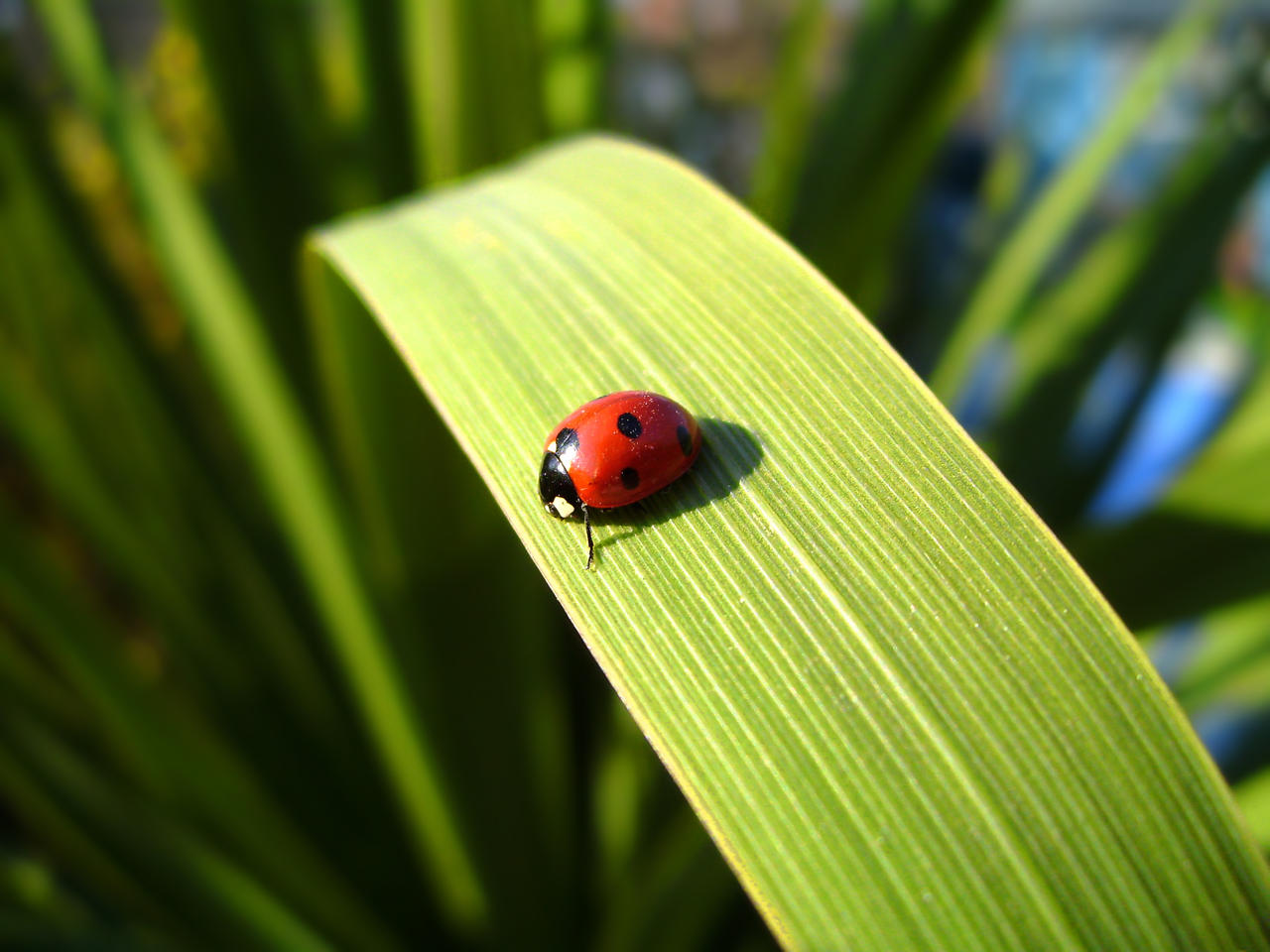 Coccinella