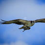 Osprey Fishing