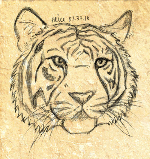 Sketch - Tiger Head 6