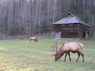 Cataloocheean Elk