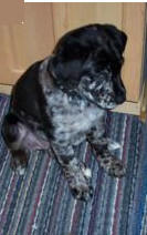 fergie  as a puppy 4 of 6