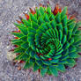 Succulent Spiral