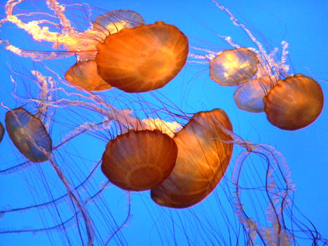 Jellyfish