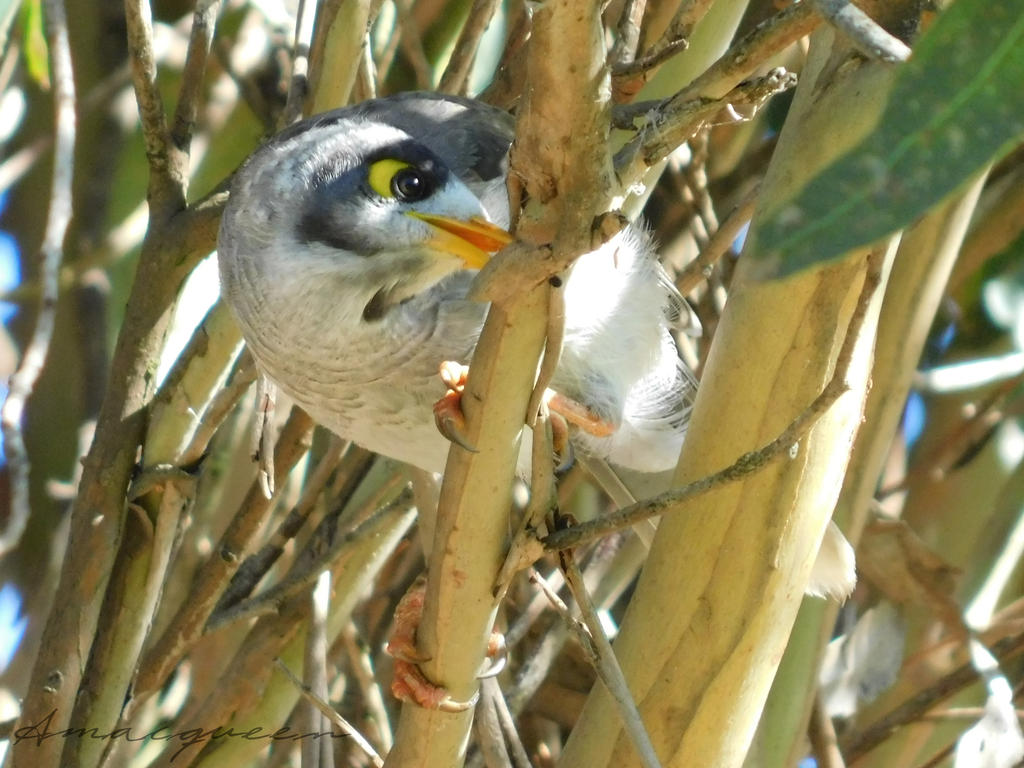 Noisy Miner