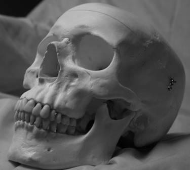 Skull Photo Stock 7