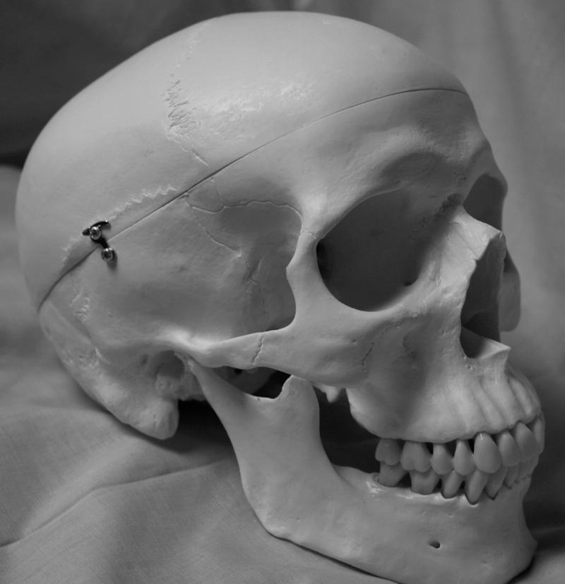 Skull Photo Stock 10