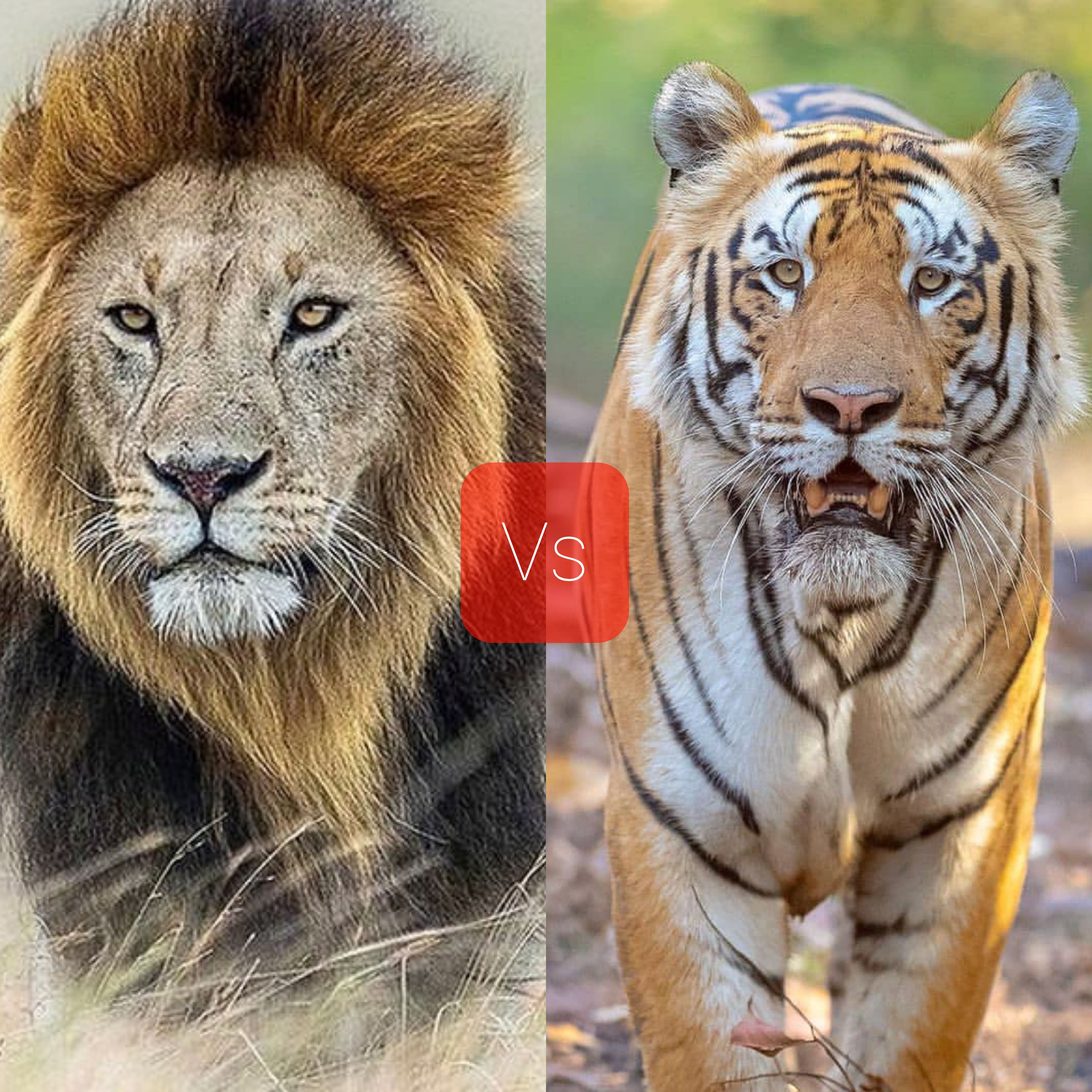 🐅 Bengal Tiger vs 🦁 African Lion: See Who Wins