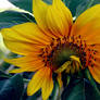 Sunflower 5