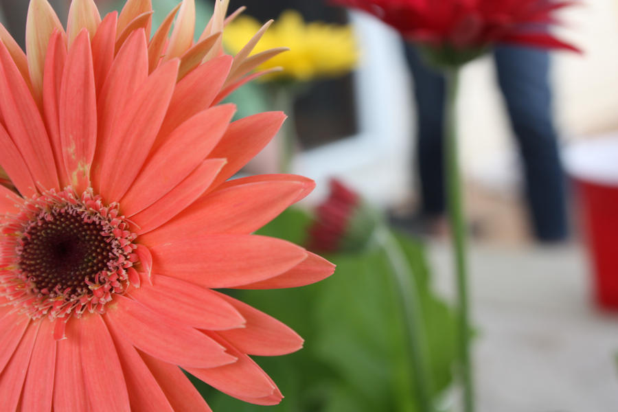 Gerber Daisy