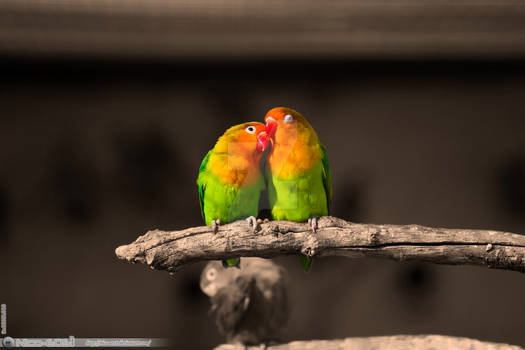 Love Birds