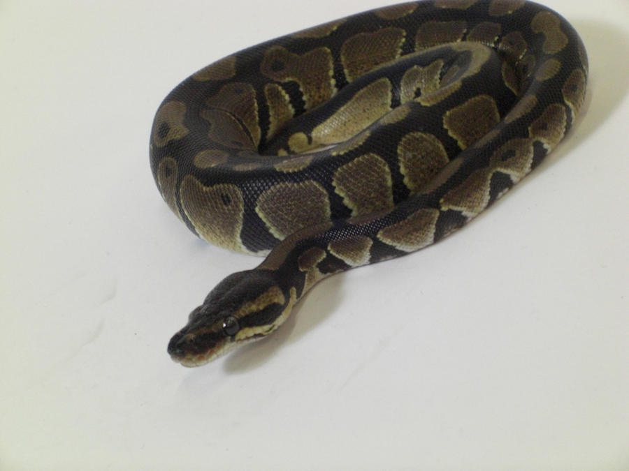 Python Photoshoot 5 by DancematDan on DeviantArt