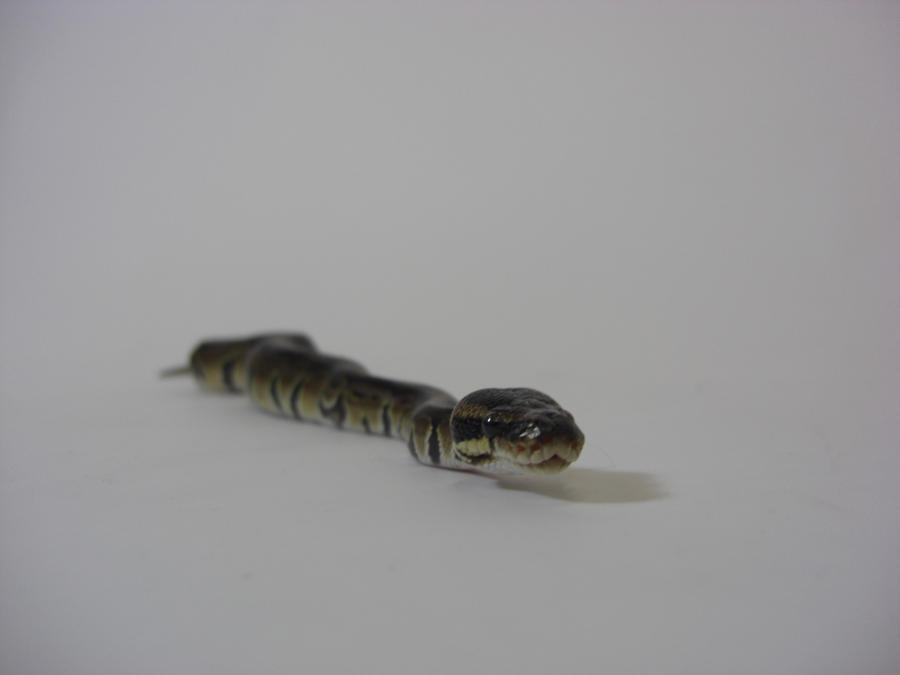 Python Photoshoot 11 by DancematDan on DeviantArt