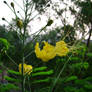 yellow flower