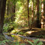 Little break in a redwood forest