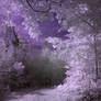 Violet Meadow
