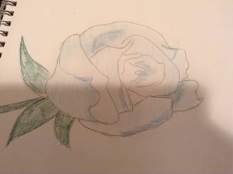 Blue rose