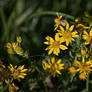 DogWalking - Yellow flowers 2