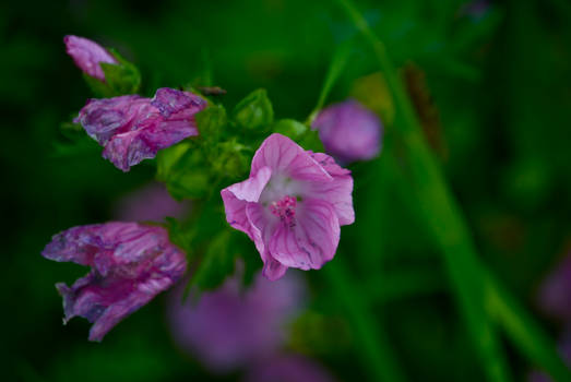 DogWalking - Purple flowers