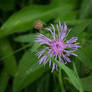 DogWalking - Purple flower
