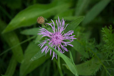 DogWalking - Purple flower