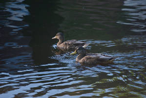 DogWalking - Ducks