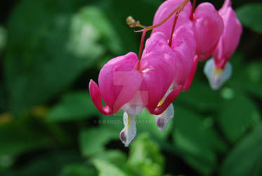 Bleeding Hearts