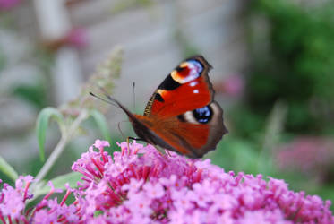 There's a Butterfly In My Backyard