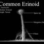 Common Erinoid