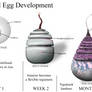 Crubawl Egg Development
