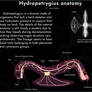 Hydropetrygius Anatomy
