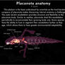 Placonota anatomy