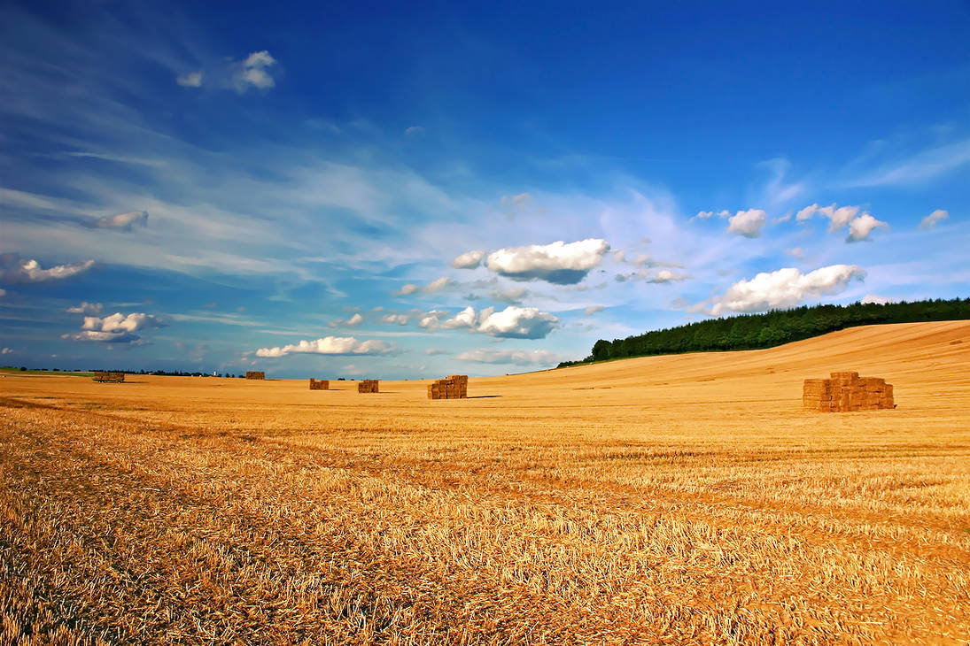 Harvest Wallpaper Harvest Wallpaper by KeyMoon on DeviantArt Harvest Wallpaper Harvest Wallpaper by KeyMoon on DeviantArt