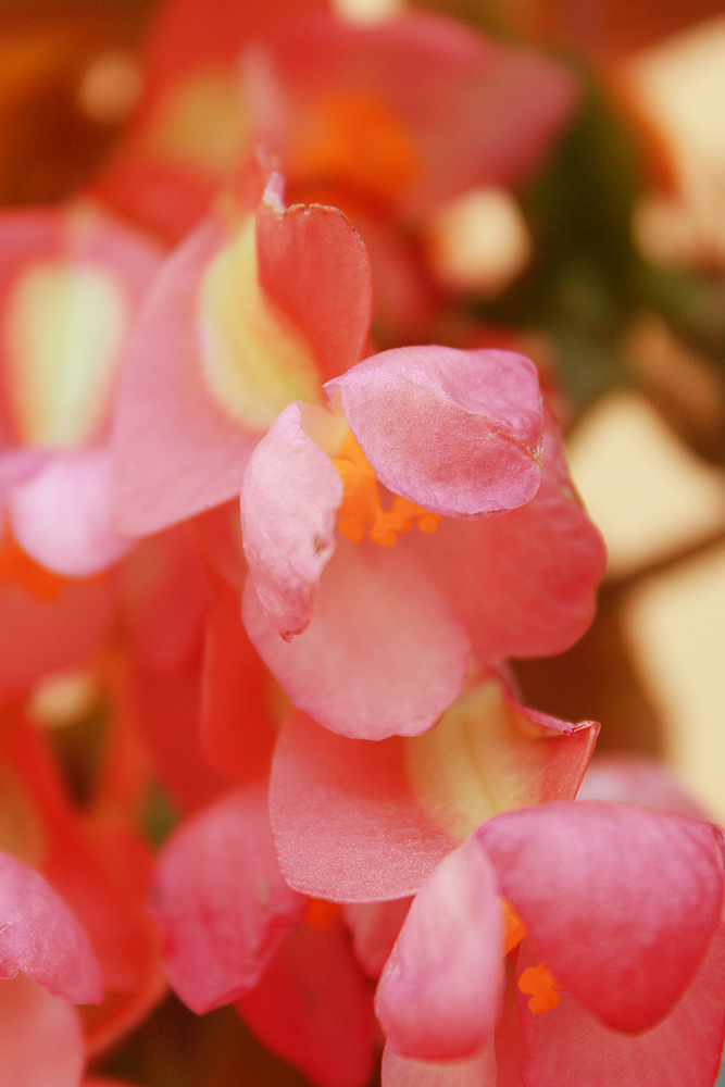 Pink Flower