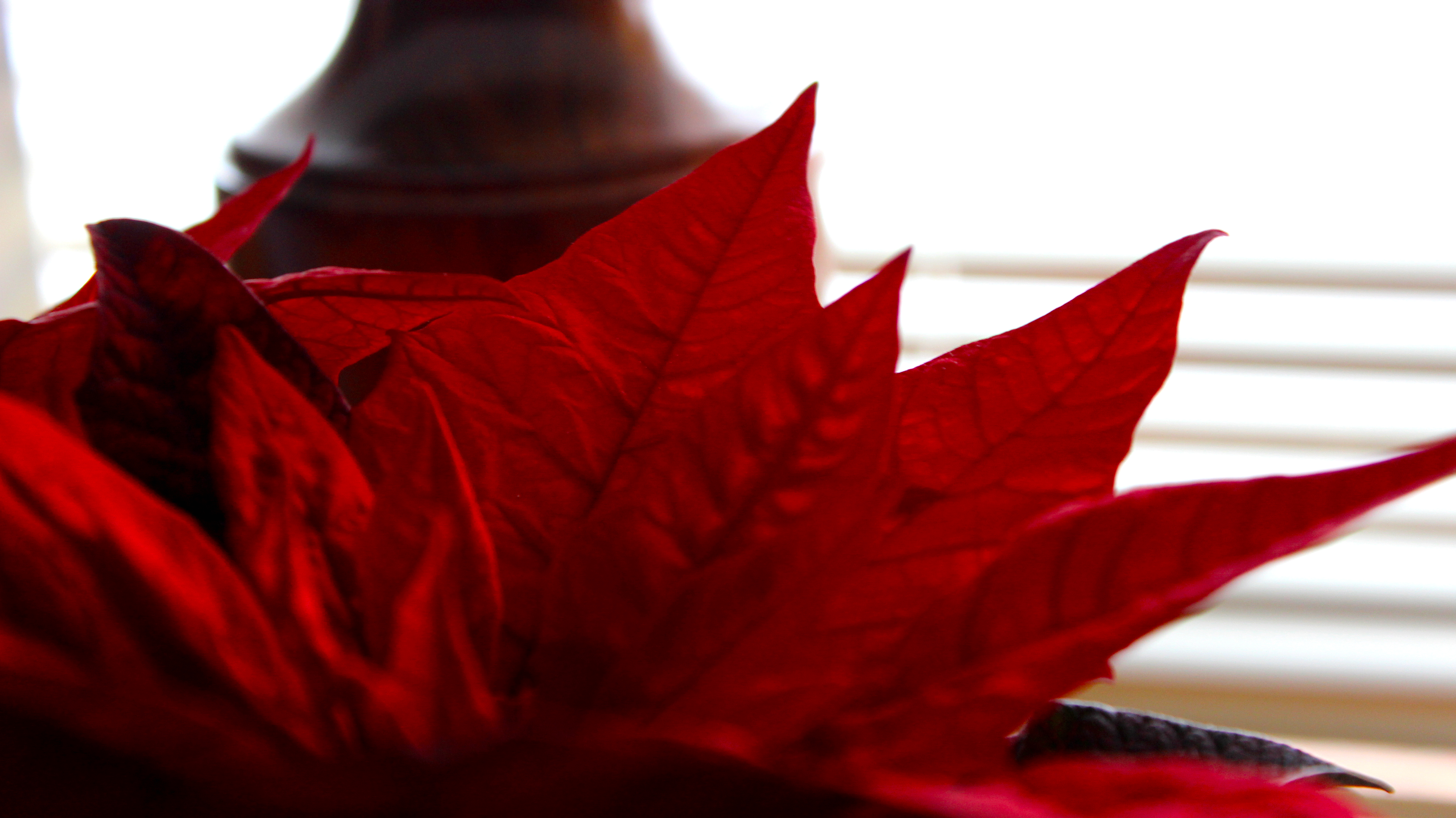 Poinsettia Leaves