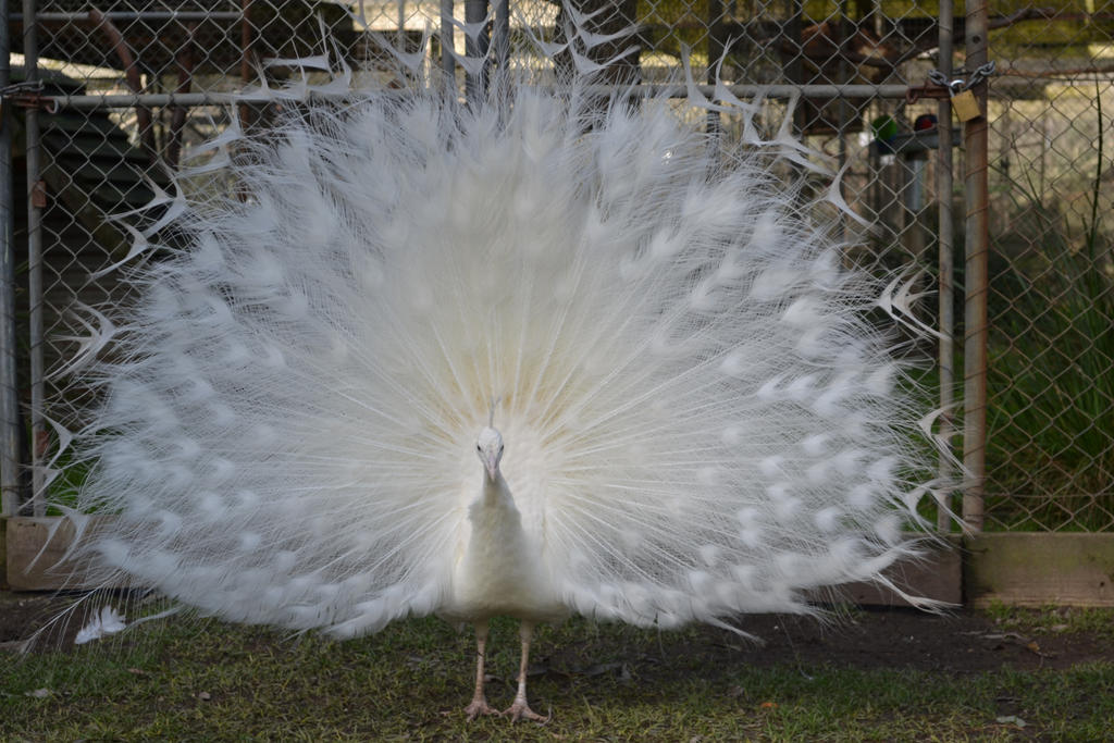 White Peacock STOCK by Stolen-Aura White Peacock STOCK by Stolen-Aura