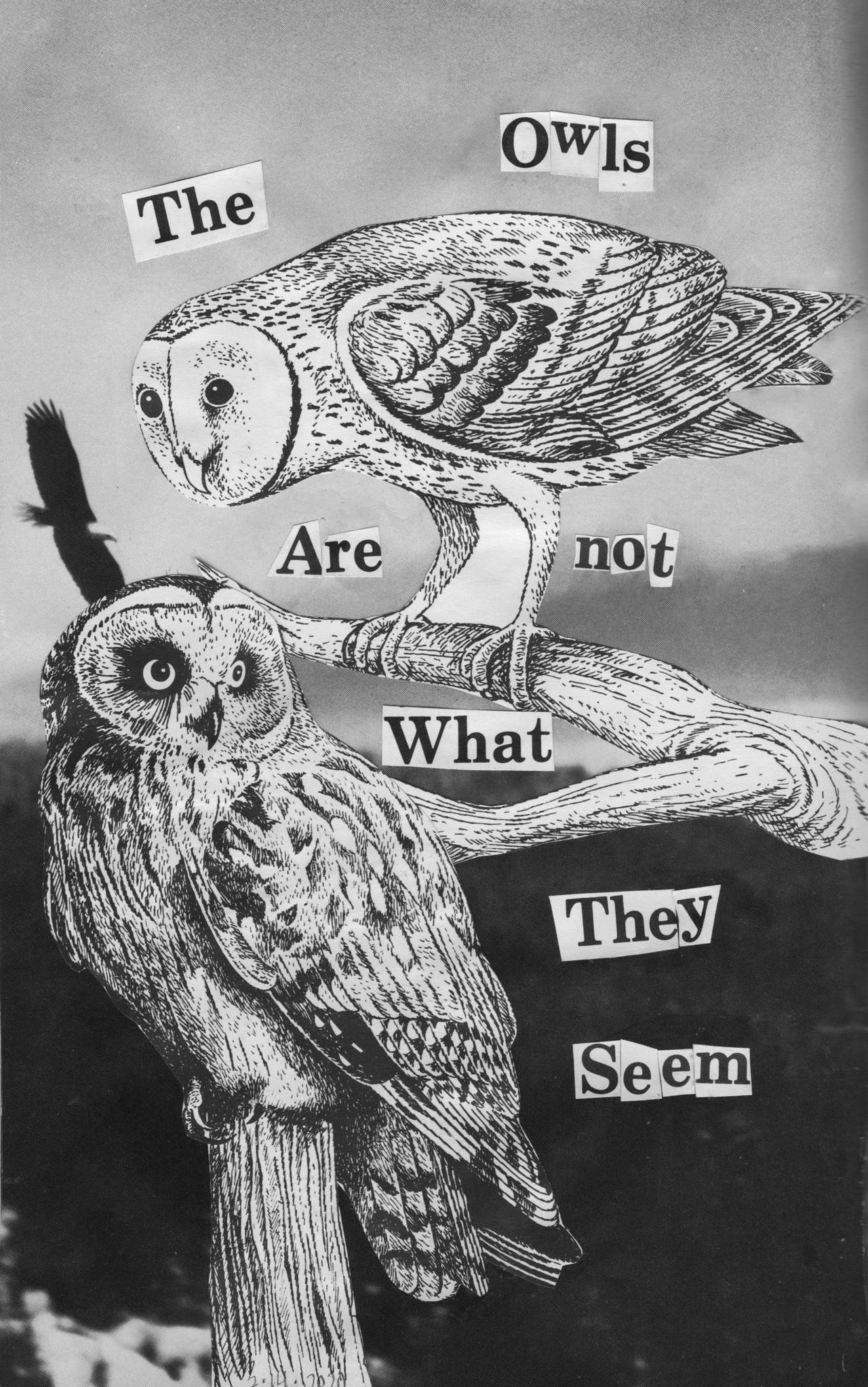 the owls are not what they seem by Miss-Math on DeviantArt