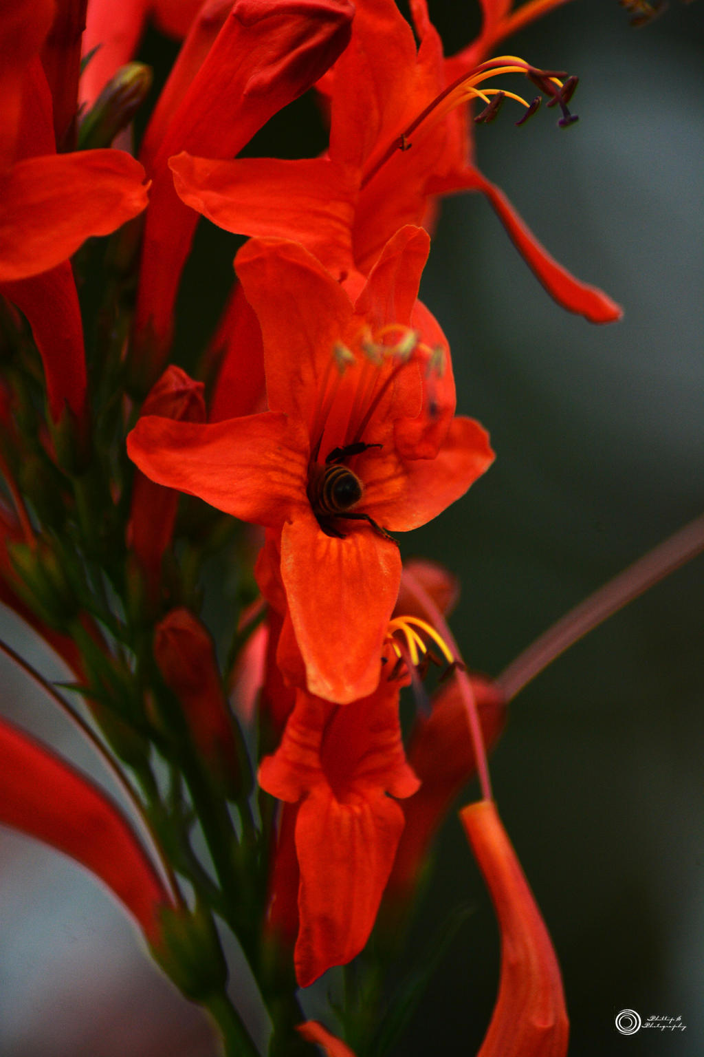 Bees and Honeysuckle