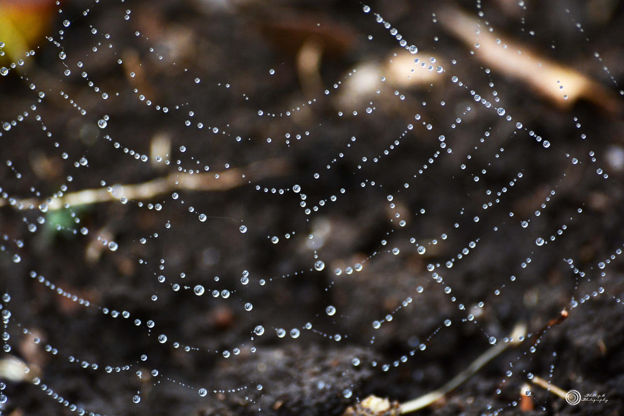 drops on a web