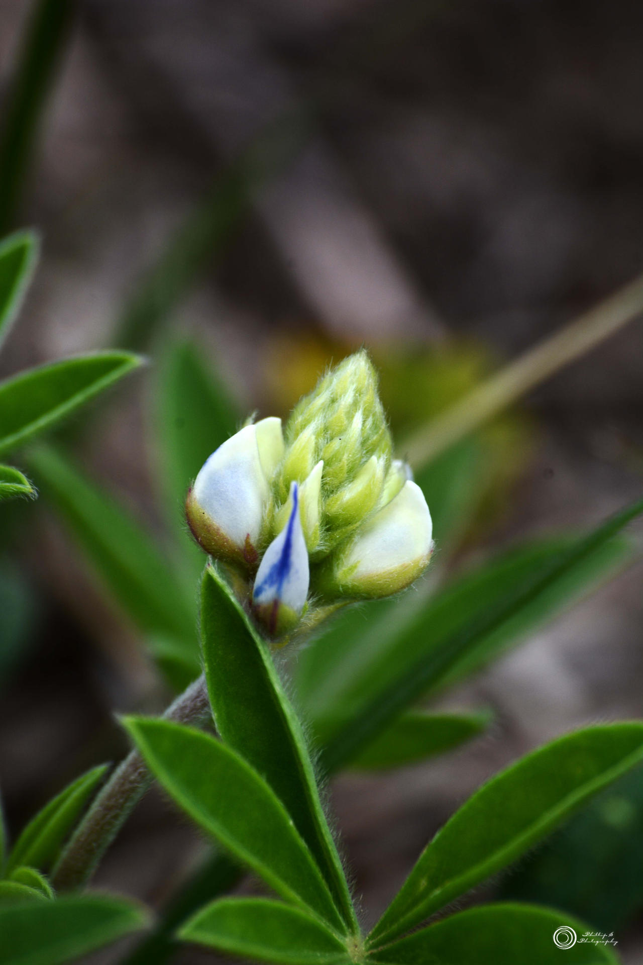 Bluebonnets begin