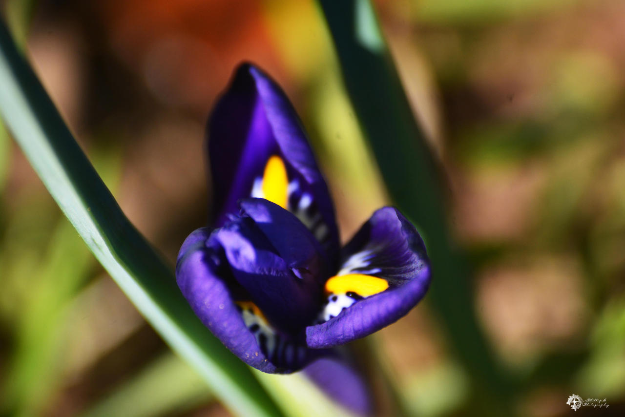 Spring Dwarf Iris opening