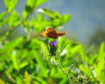 Valley of the Butterfly by RealityIntolerant