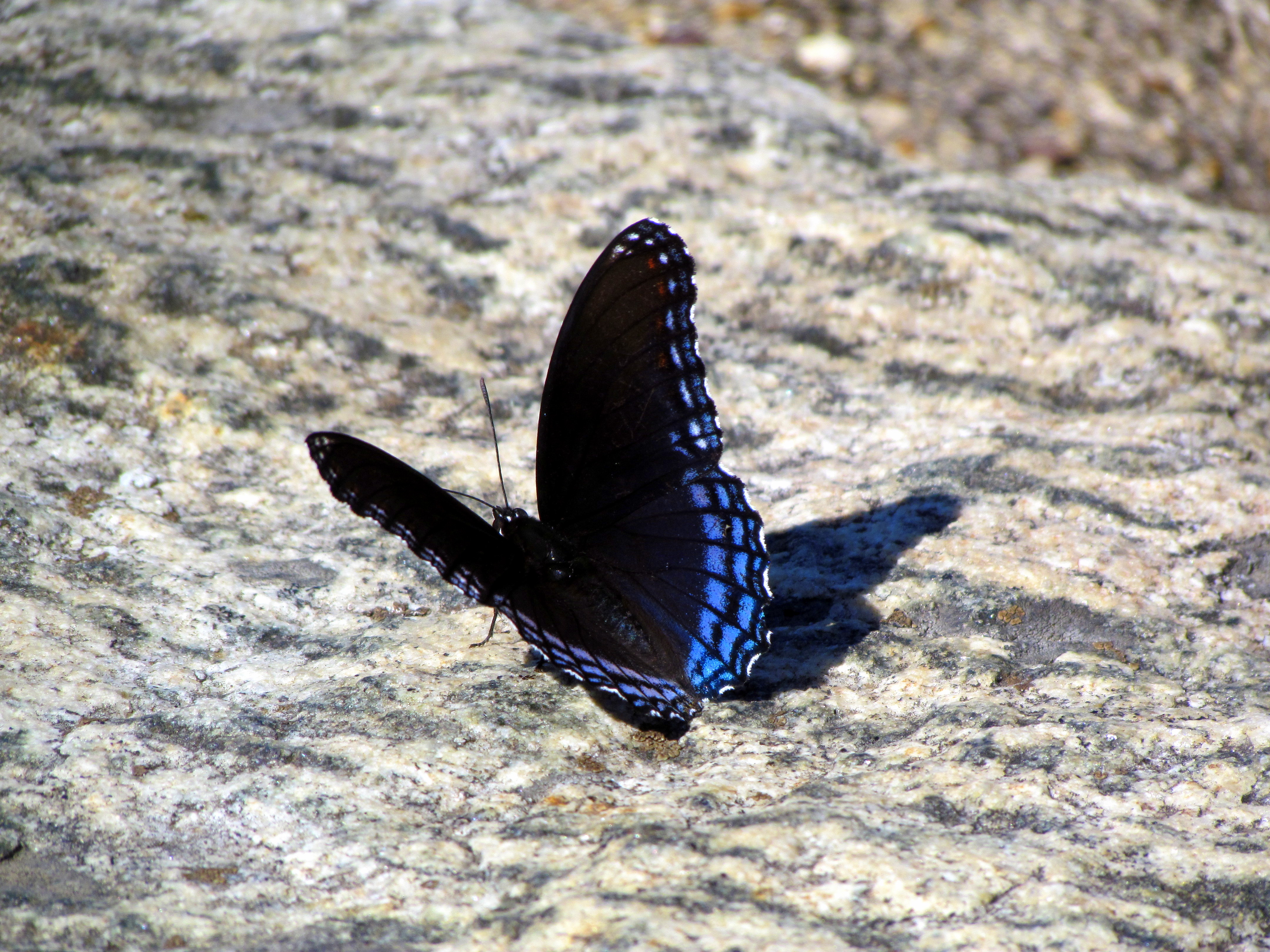 Valley of the Butterfly III