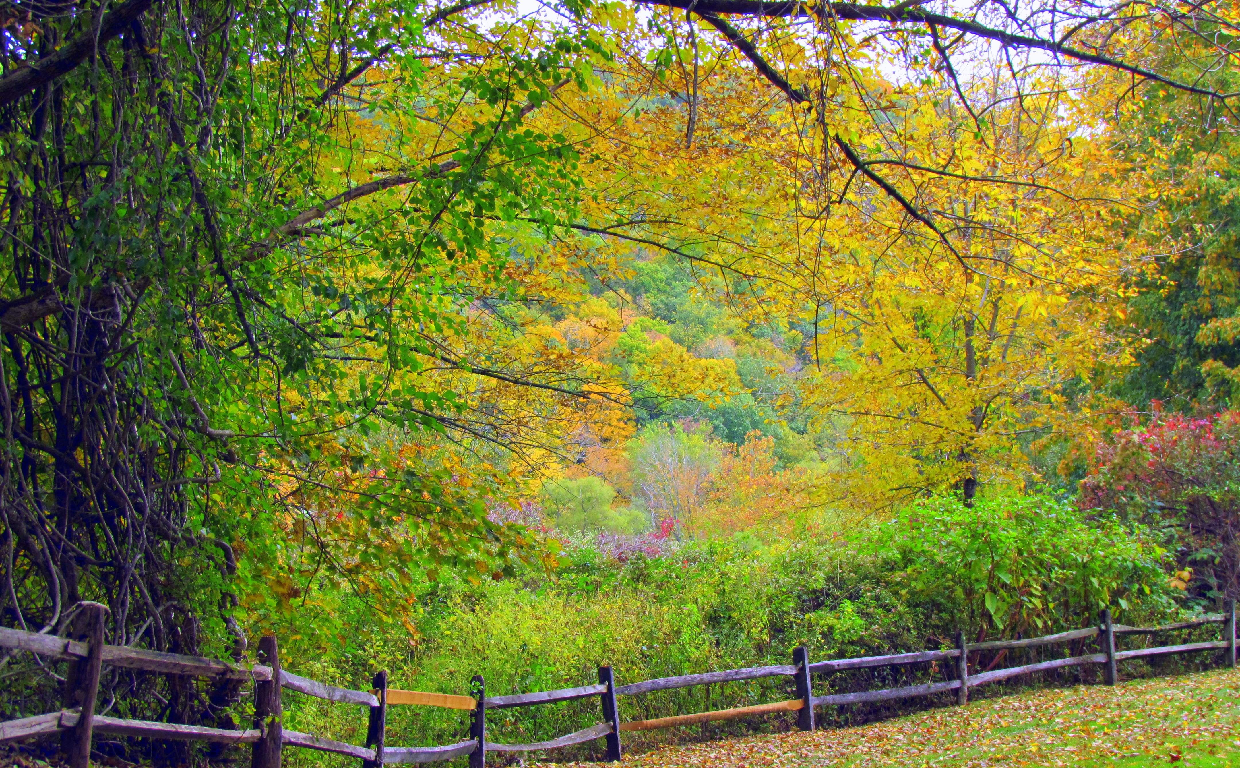 Autumn in Connecticut VI