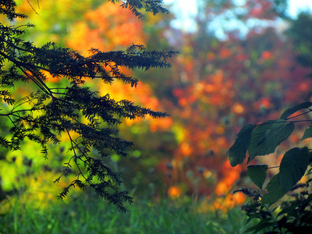 Autumn Background